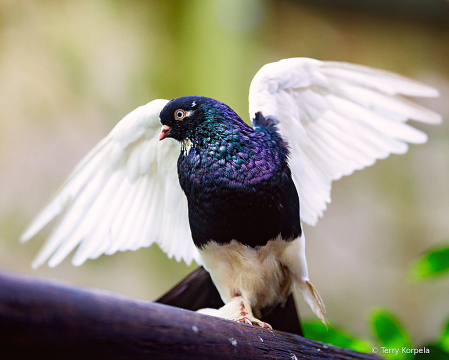 Angel Pigeon