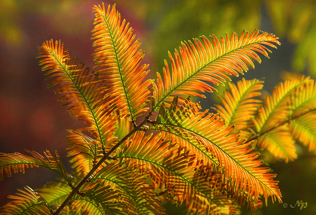 Dawn redwood