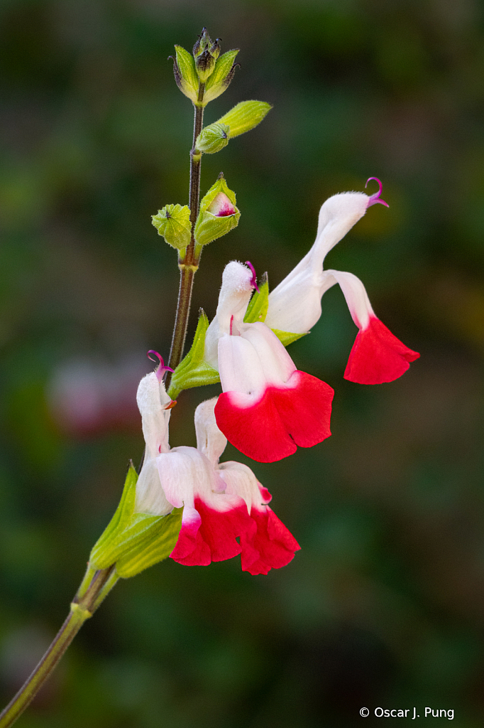 Hot Lips Sage