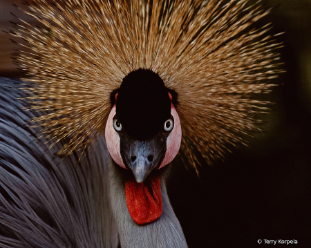 East-African Grey-crowned Crane