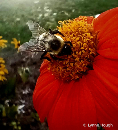 Busy North Carolina Bee