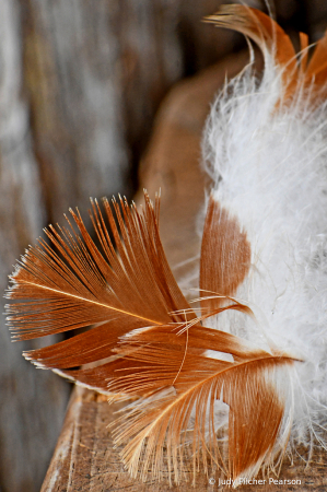 the feathers and the breeze....