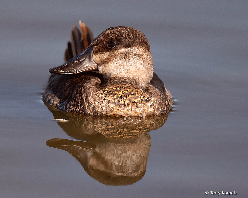 Ruddy Duck (female)