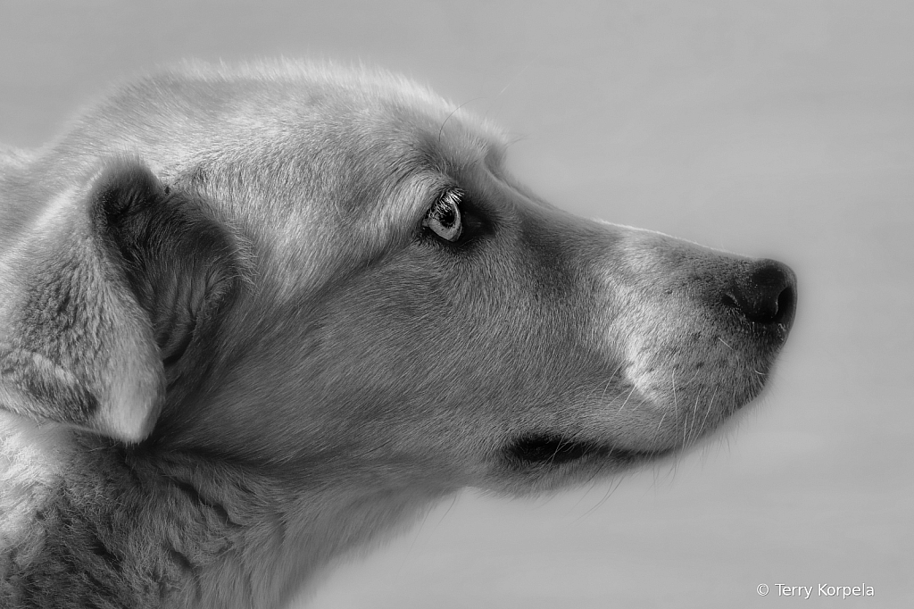 Nanook B&W