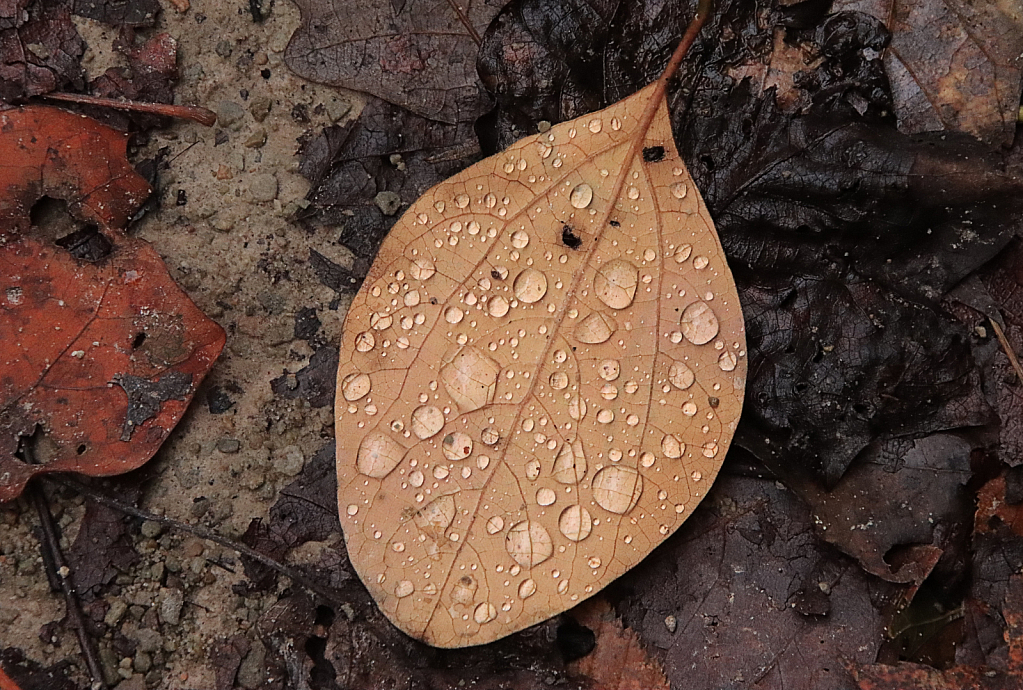 Winter Raindrops