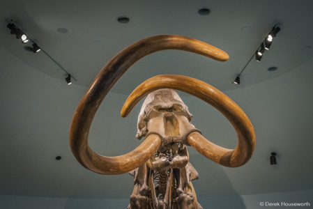 Columbian Mammoth