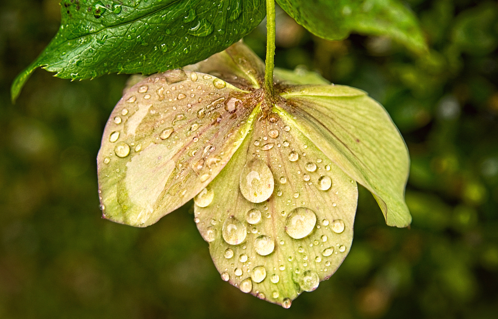 Hellebores