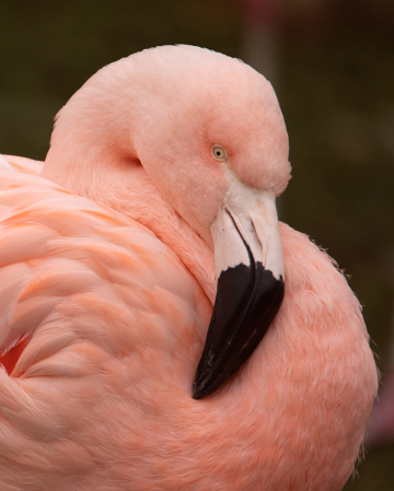 pink portrait