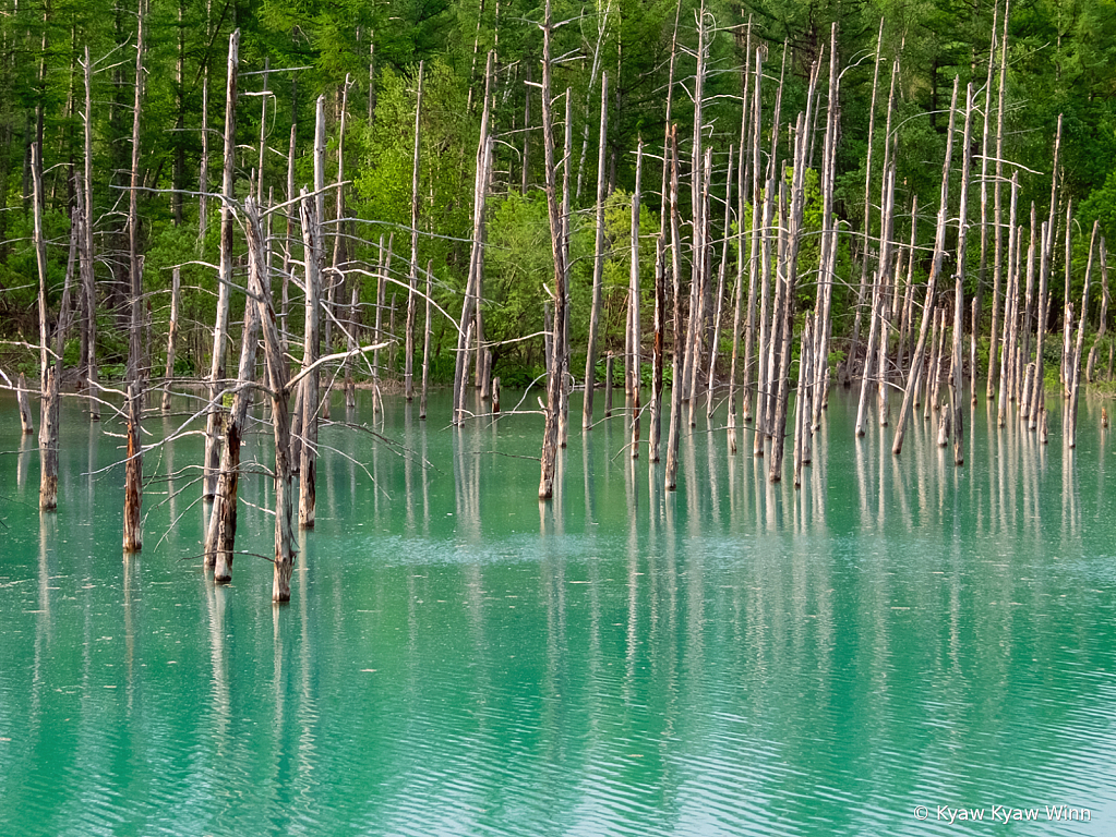 Reflection of Small Trees