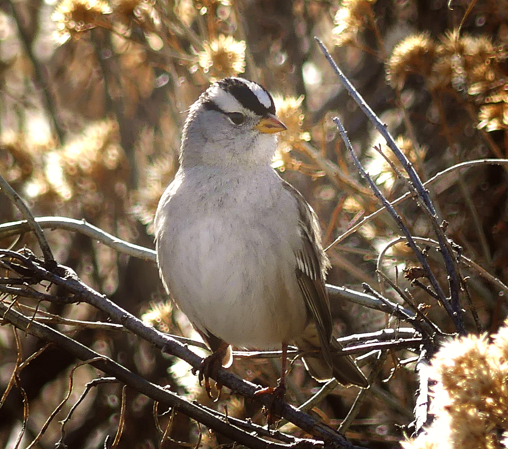 White Capped Sparrow