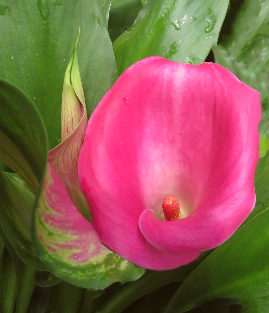 Looking Down On A Calla Lily