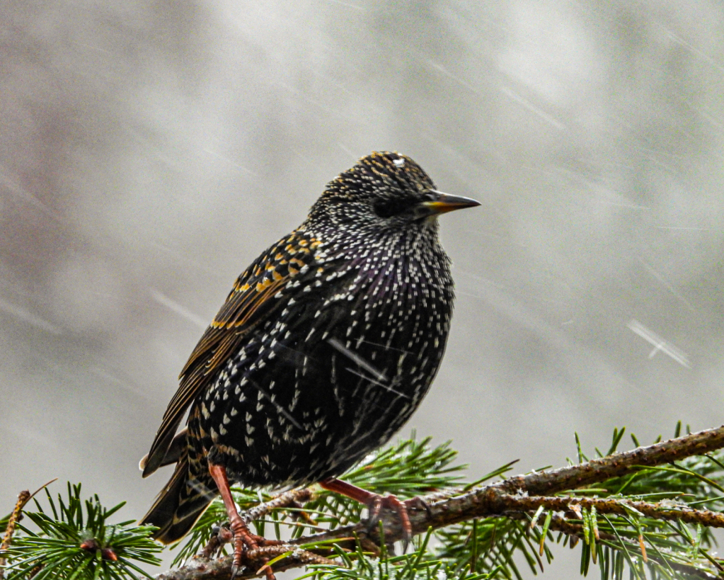 Starling In Winter