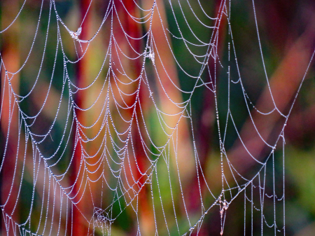 Color Behind The Web