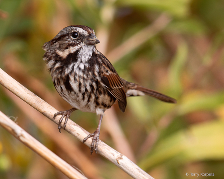 Song Sparrow 