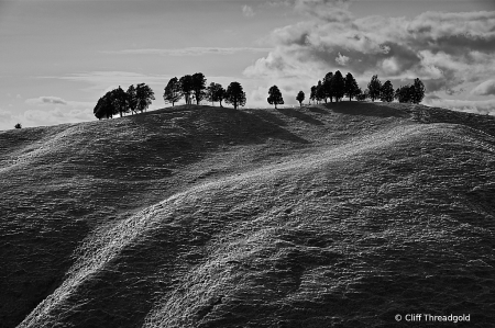 Kawhia Trees