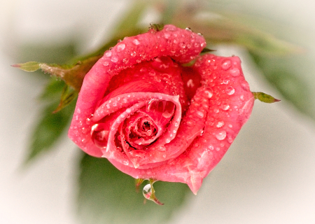 Raindrops on Roses too