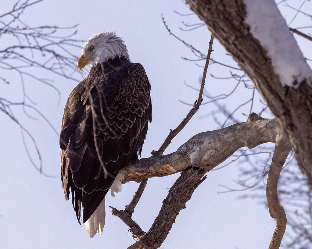 Eagle on the Branch