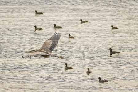 Great Blue Heron