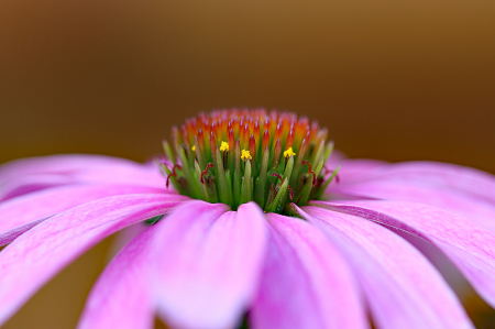 Coneflower