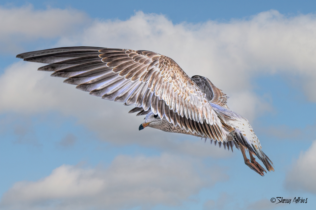 Ring-billed Gull