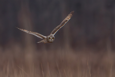 The Short Eared Owl