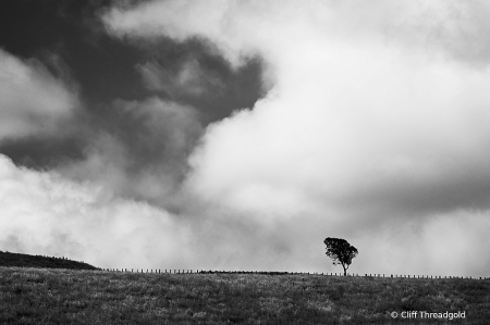 Manawatu Solitary tree