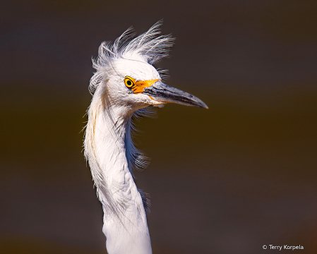 Windblown Snowy Egret