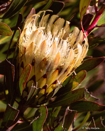 Santa Cruz Botanical Garden