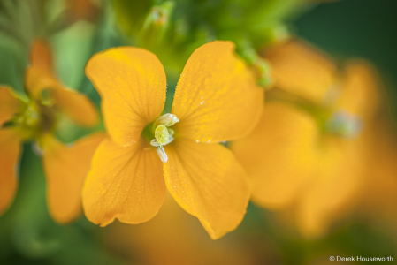 English Wallflower