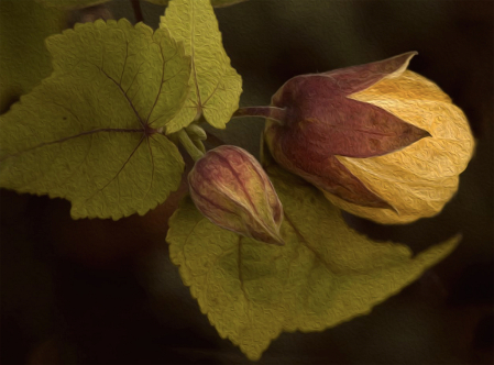 Abutilon