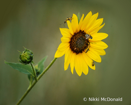 Pollinators - Working Together