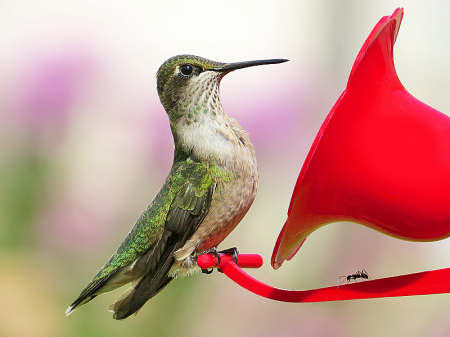 Hummingbird