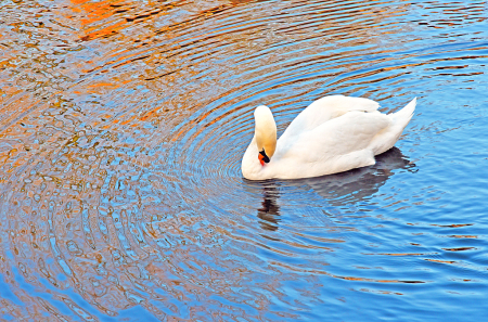 Resting in the pond.