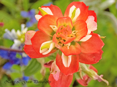 Indian Paint Brush