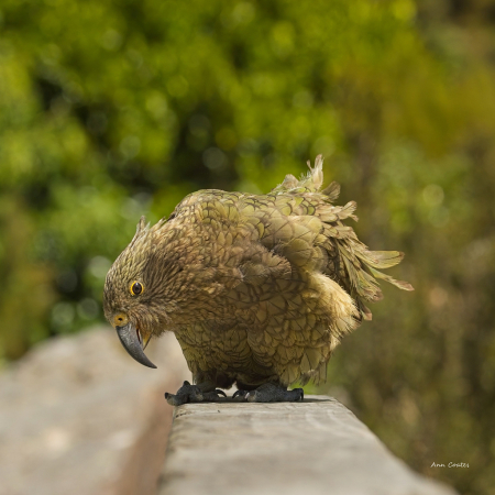 Nosy kea