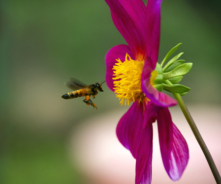 Honeybee in search of nector 