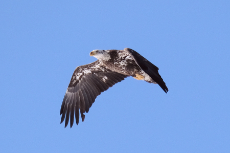 Juvenile Bald Eagle