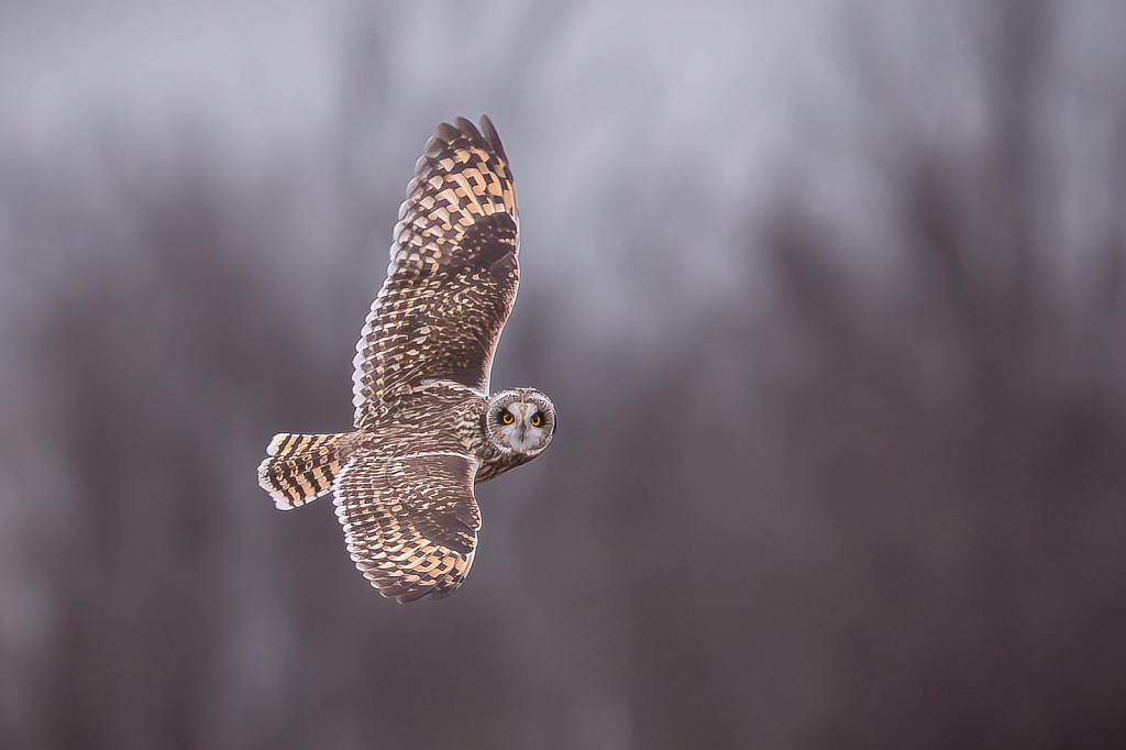 Short Eared Owl Looking This Way