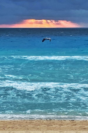 Pelican Flight