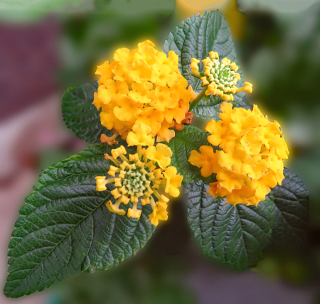 Group Of Yellow Flowers