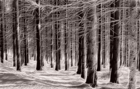 Winter Forrest