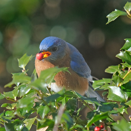 Bluebird