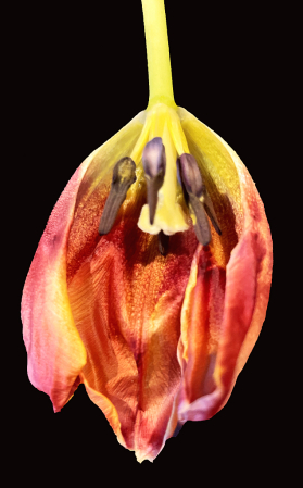 Tulip in decay