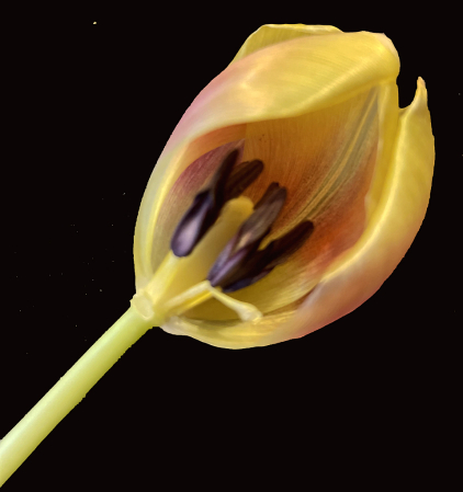 Tulip i decay