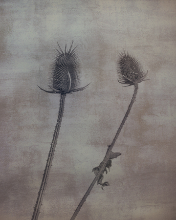 Teasels