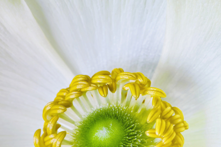 Ranunculus