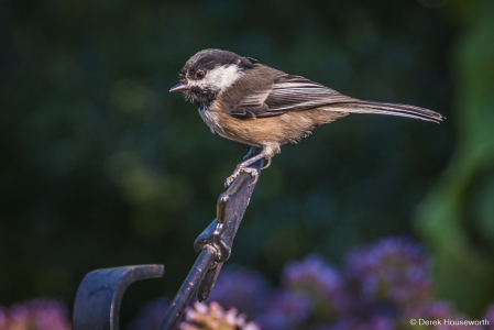 Black-capped Chickadee