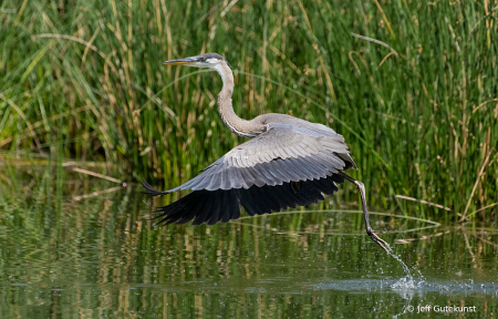 Blue Heron launching