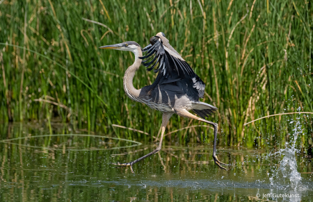 Blue Heron walking on water