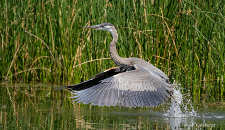 Blue Heron launching out of water